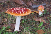 9th Nov 2014 - Fungi