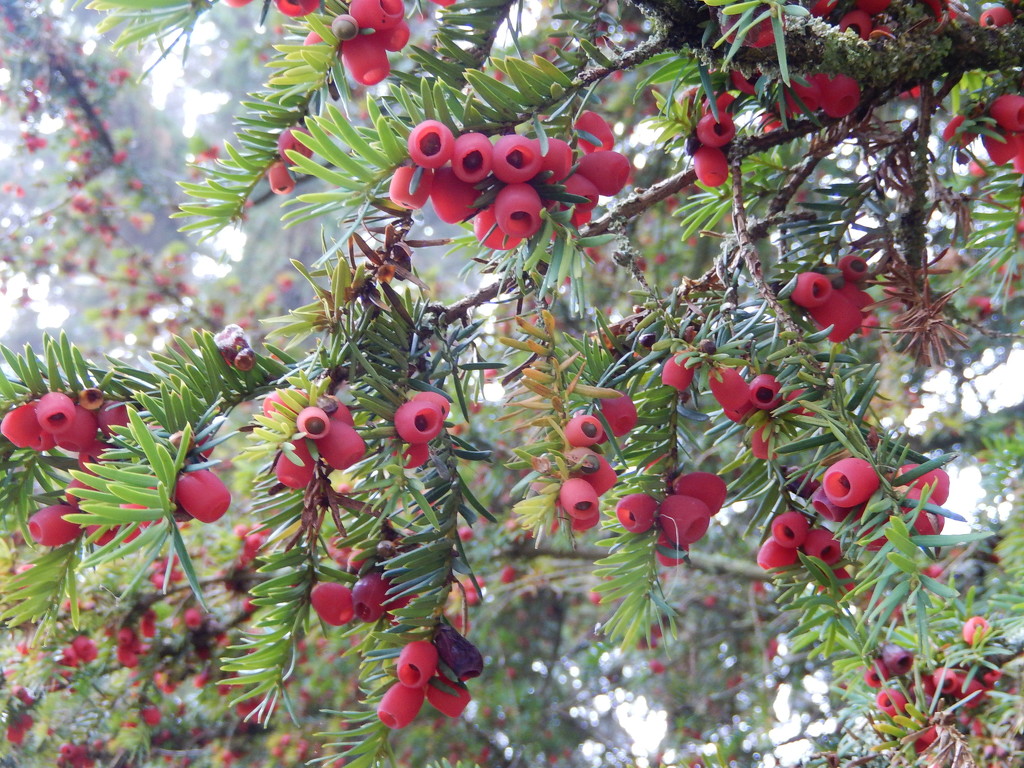 Red berries on the Yew tree. by snowy