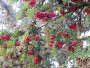 9th Nov 2014 - Red berries on the Yew tree.