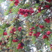 Red berries on the Yew tree. by snowy