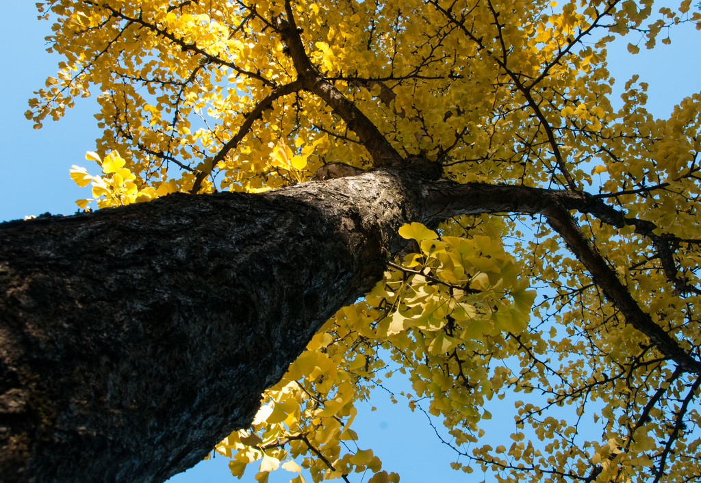 Yellow Tree by epcello