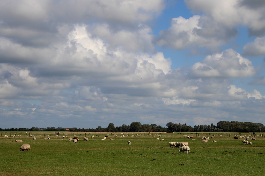Sheep country by pyrrhula
