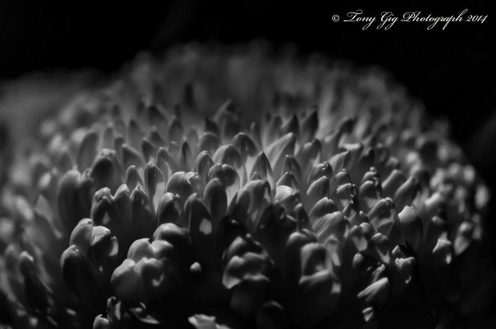 Chrysanthemum.  by tonygig