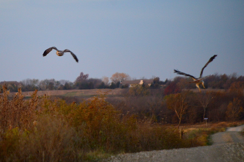 Two Hawks in Flight by kareenking