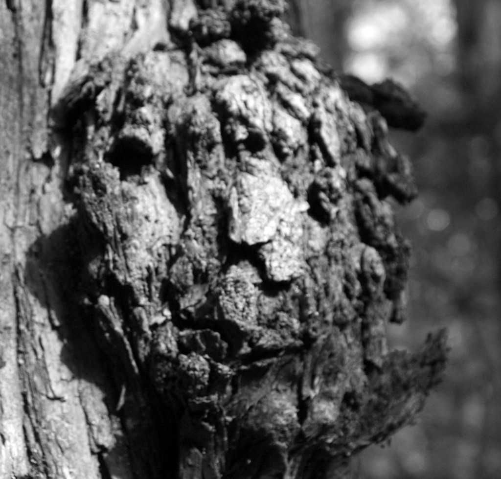 Face on the Tree by hjbenson