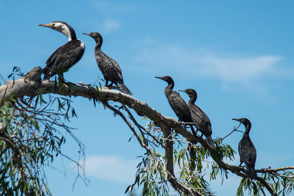 Birds on branch  by jeneurell