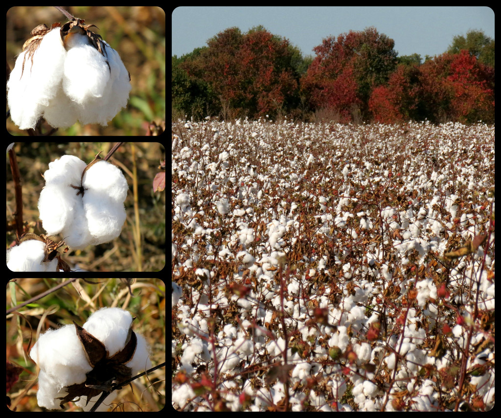 Cotton Bolls by grammyn