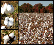 9th Nov 2014 - Cotton Bolls