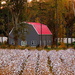 Fall cotton view! by homeschoolmom