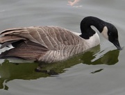 10th Nov 2014 - Canada Goose