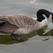 Canada Goose by annepann
