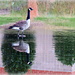 Geese walk on water! by homeschoolmom