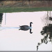 Goose on Lake! by homeschoolmom