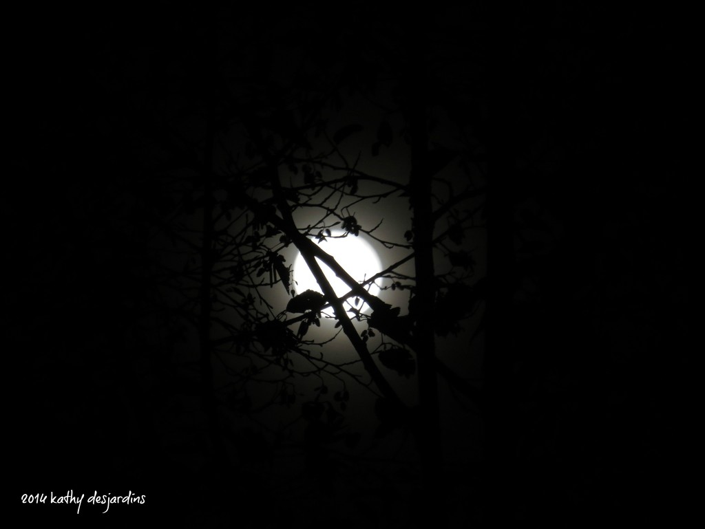 Moon through the branches by kathyo