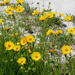 Coreopsis by onewing