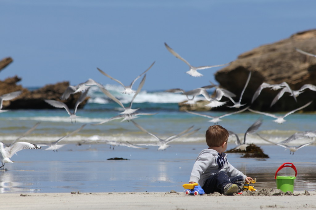 B day - Boy Beach Bucket & Birds by gilbertwood