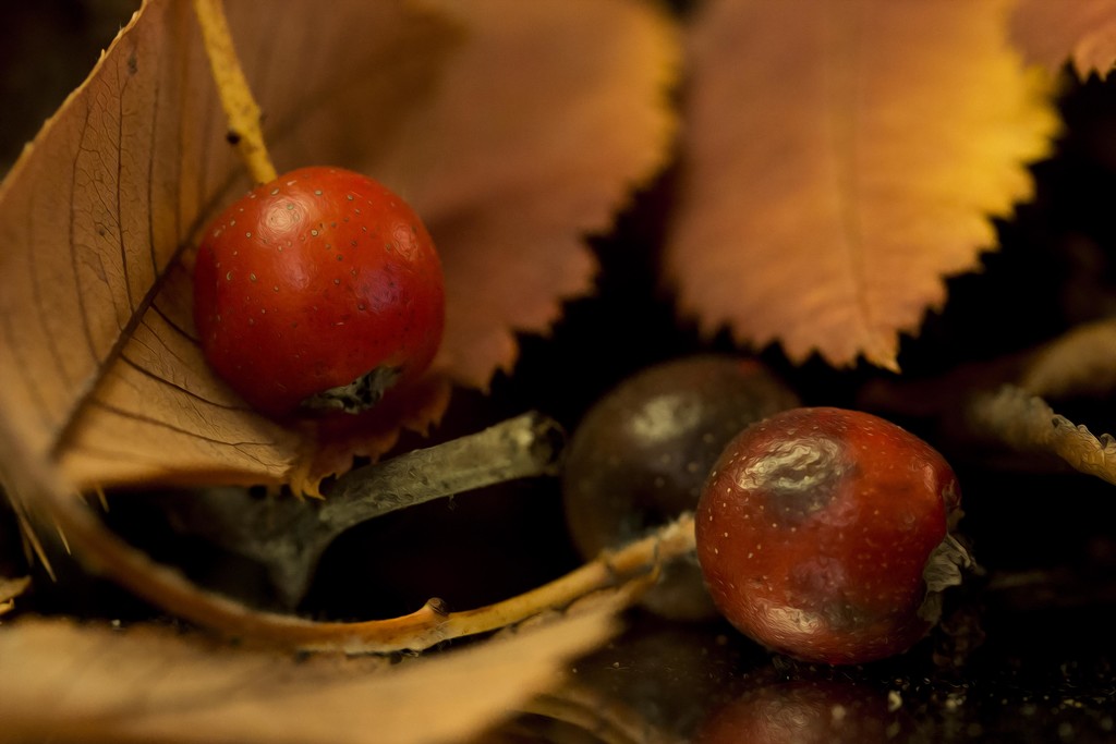 Autumn Berries by shepherdmanswife