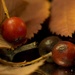 Autumn Berries by shepherdmanswife