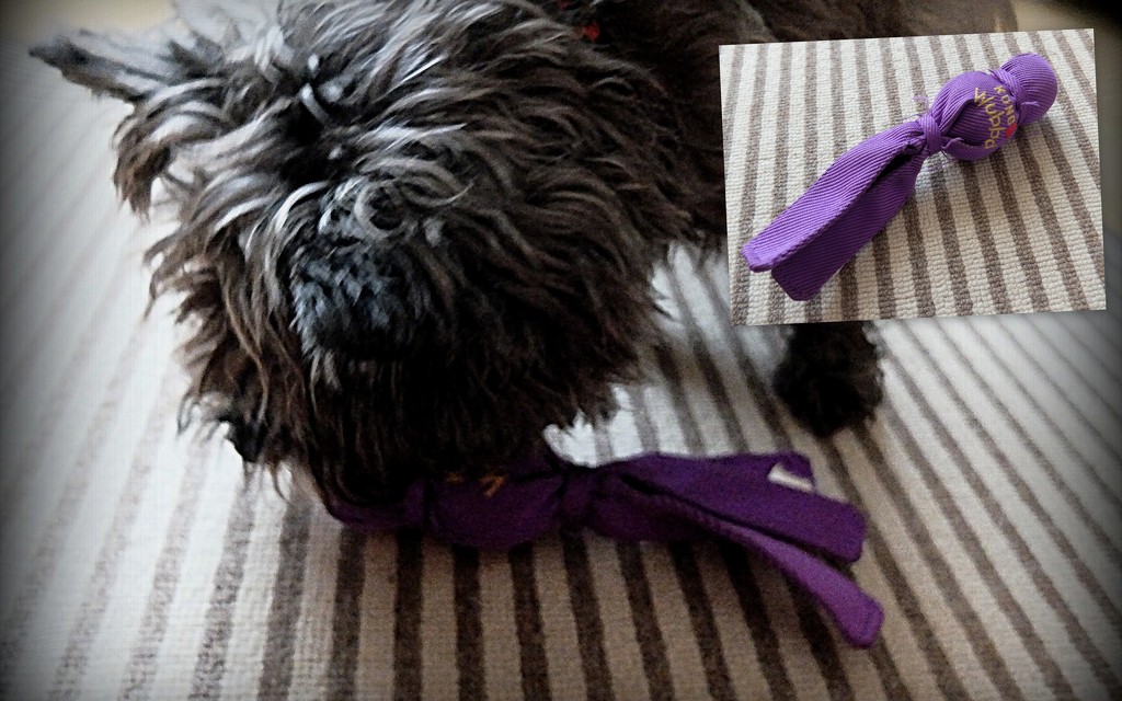 Jinks has a purple toy by quietpurplehaze