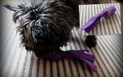 10th Nov 2014 - Jinks has a purple toy