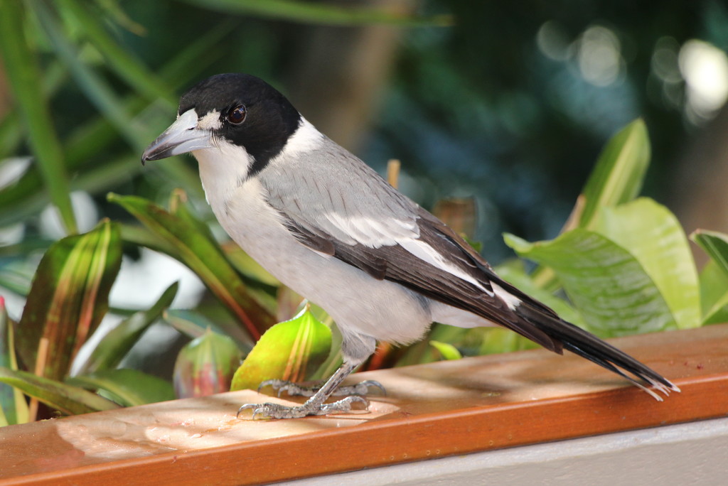 Grey Butcherbird by terryliv