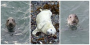 10th Nov 2014 - Atlantic Grey Seal Pup with Mum and Dad