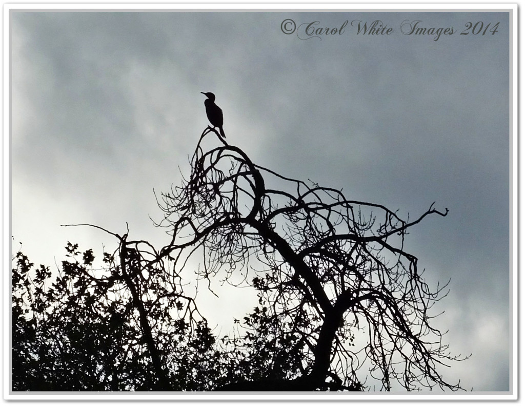 Cormorant In Silhouette by carolmw