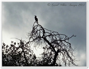 10th Nov 2014 - Cormorant In Silhouette