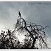 Cormorant In Silhouette by carolmw