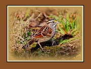 8th Nov 2014 - White Throated Sparrow