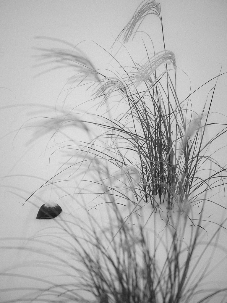 Wind, Snow, Grasses, Rock by tosee