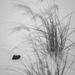 Wind, Snow, Grasses, Rock by tosee