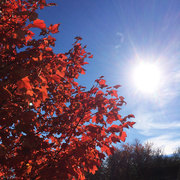 10th Nov 2014 - The Red Tree