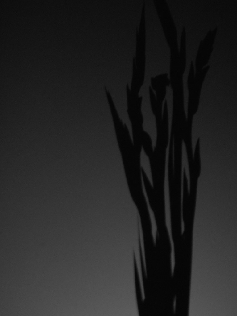 Gladioli shadows by dragey74