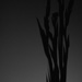 Gladioli shadows by dragey74