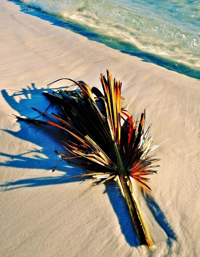 Palm frond by soboy5