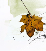 10th Nov 2014 - My single leaf