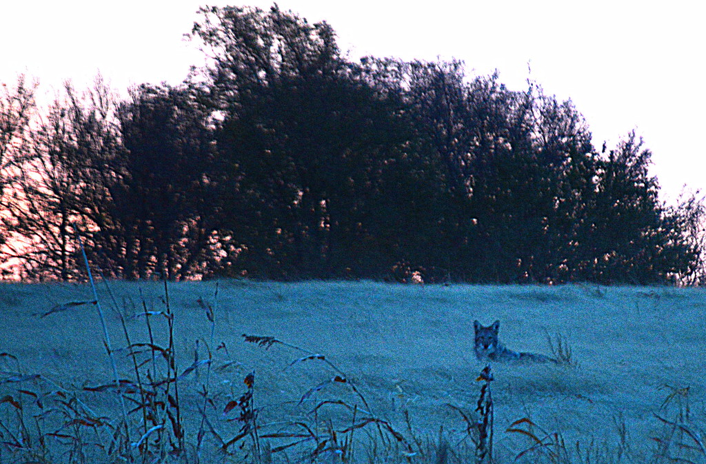 Curious Coyote by kareenking