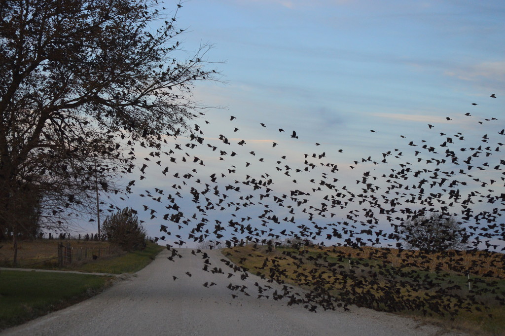 Blackbirds of a Feather Flock Together by kareenking