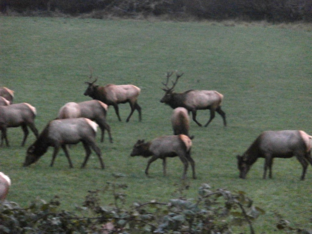 Roosevelt Elk by pandorasecho