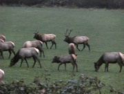 9th Nov 2014 - Roosevelt Elk