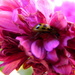 November 10: Good bye flowers by daisymiller