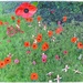 poppy meadow by quietpurplehaze