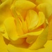 Roses are yellow by wenbow