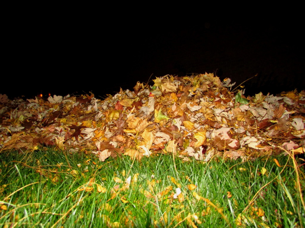 Leaves Piled High At Night by randy23