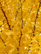 6th Nov 2014 - Yellow Leaves