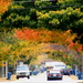 Street During Fall by randy23