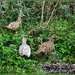 Female pheasants by rosiekind