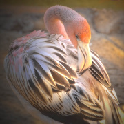 10th Nov 2014 - Baby Flamingo