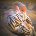 Baby Flamingo by joysfocus